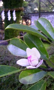 おがたまの花